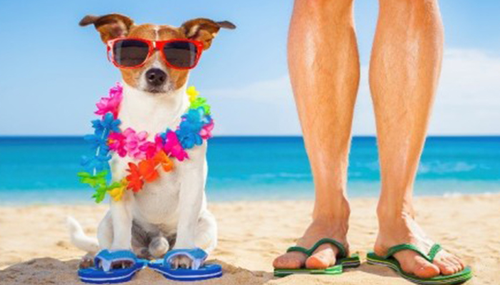 How to Survive the Dog Days of Summer