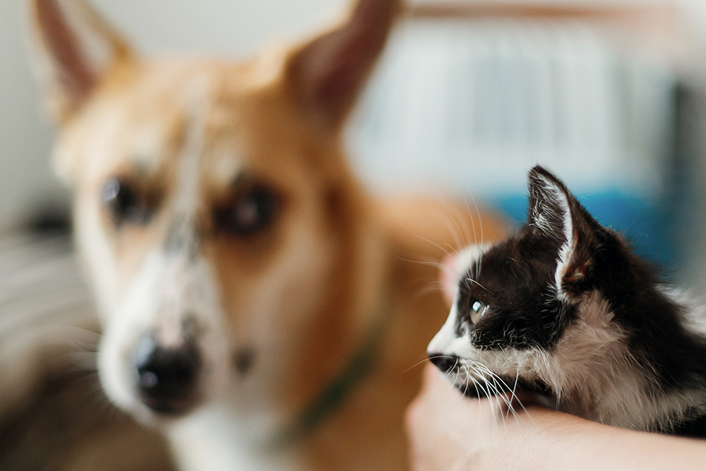 Preparing Your Pets For A Future Without You